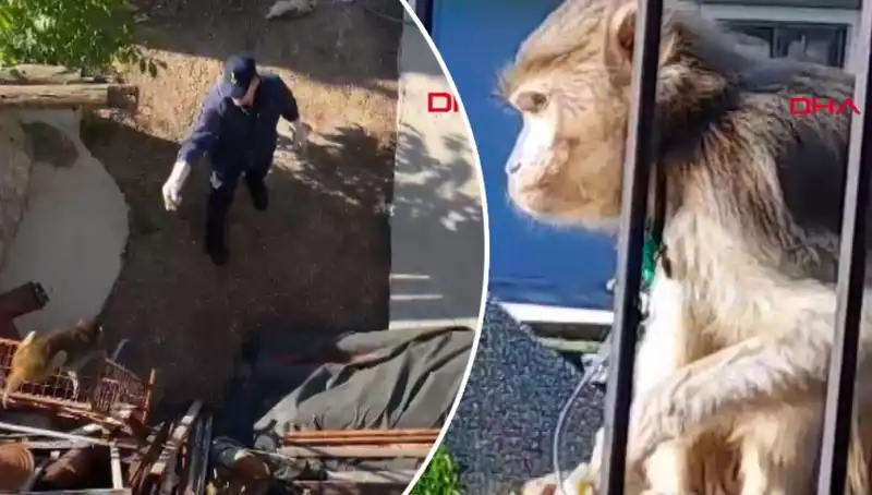Muğla'da Hayvan Kovalamacası: Maymun Şehir Sokaklarında Macera Yarattı!