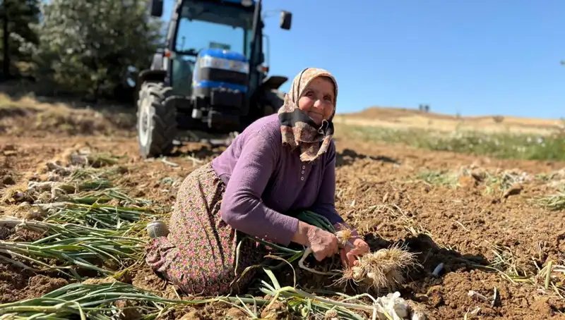 Selenyum Deposuna Dönüşen Tarlalar: Günlük 1200 Lira Kazandırıyor!
