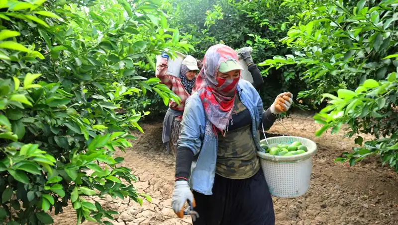 Markette Patates Kilosu 150 Lirayı Aştı: Fiyatlar Düşecek mi?
