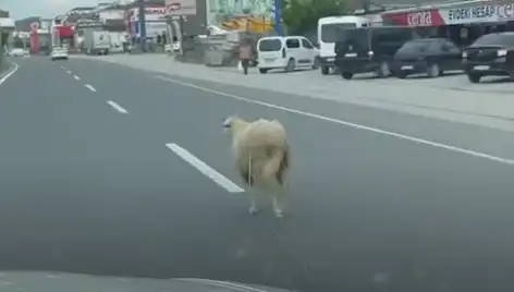 Yalova'da Kurbanlık Koyun Trafiği Alt Üst Etti: Kaçan Hayvanlar Sokaklara Daldı!