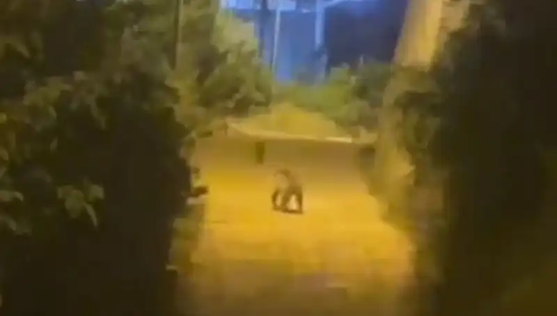 Gümüşhane'de Şehir Merkezine İnen Ayı, Vatandaşlarda Korku ve Merak Yarattı