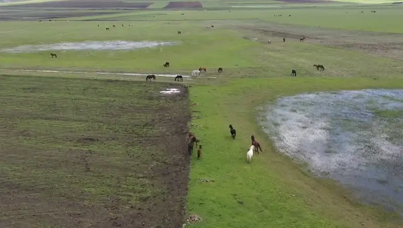 Kars'ın Büyüleyici Doğasında Yılkı Atları Sırlarını Ortaya Çıkarıyor