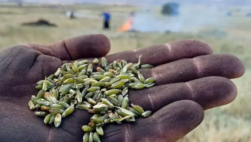 Firik Sezonu Başladı! Lezzetini Keşfedin ve Sofralarınıza Taşıyın