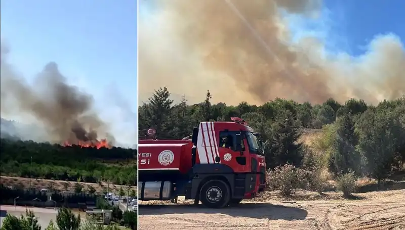 Gebze'de Korkutan Orman Yangını: Nedenleri ve Sonuçları