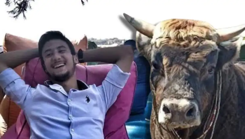 Aydın'da Güreş Boğası Can Aldı: Olayın Ardındaki Gerçekler!