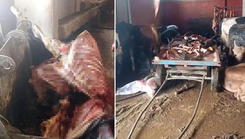 Adana'da At Eti Skandalı: 2,5 Ton Ele Geçirildi, 4 At Son Anda Kurtarıldı