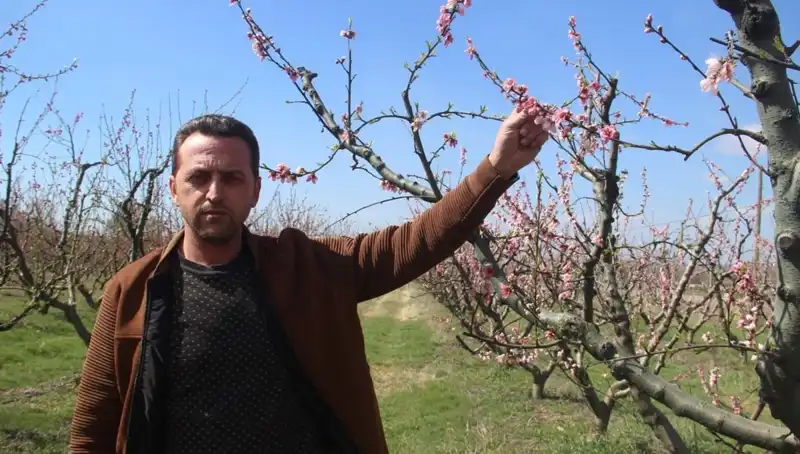 Bahar Geldi, Çiçek Açan Ağaçlara Don Vurdu: Doğada Eşsiz Bir Drama