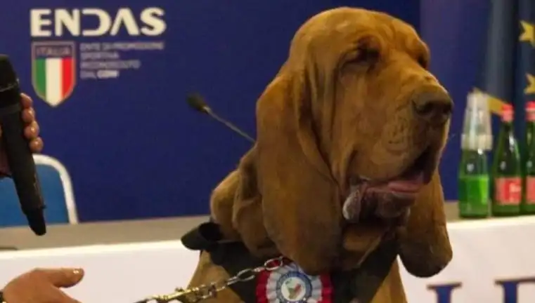 Arama Köpeğine Suikast: Çivili Sosisle Öldürülen Kahraman Canlı