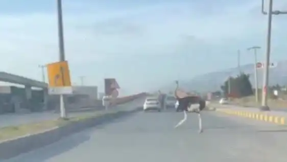 Hatay'da Trafikte Deve Kuşu Görüntüsü Şaşkınlık Yarattı
