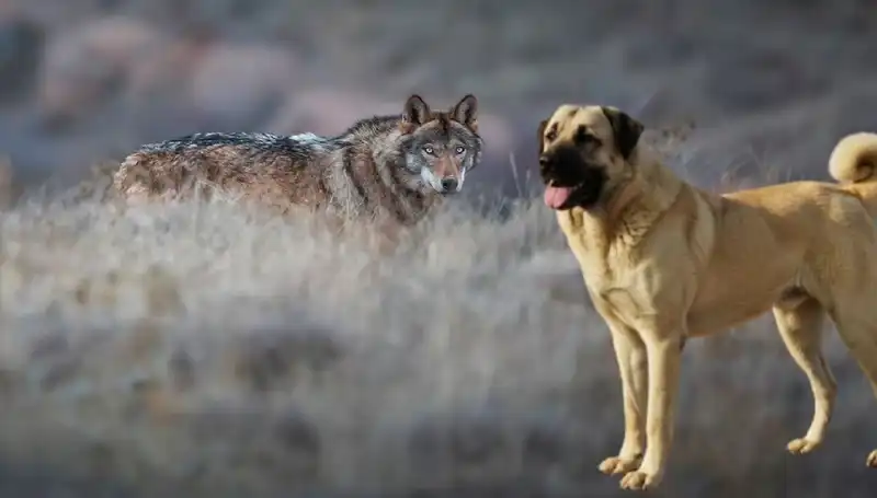 Kangal Köpeğine Olan Talep Artıyor: Kurt Popülasyonu Neden Etkili?