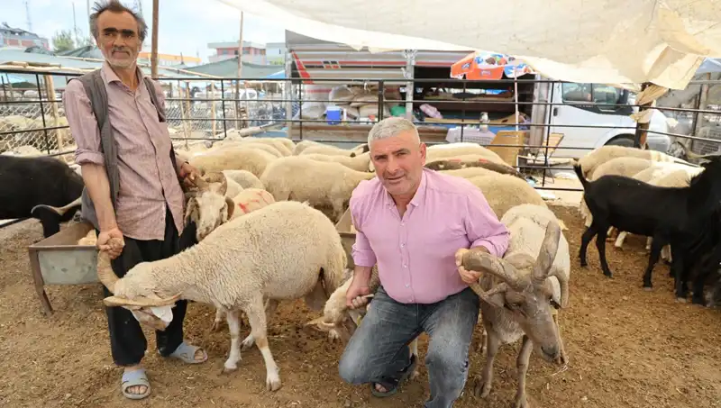 Kurban Pazarında İlgi Odağı: Dört Boynuzlu Koçlar