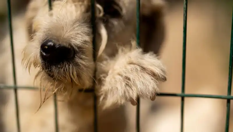 İş Stresi, Sevimli Dostlarımızı da Olumsuz Etkiliyor: Köpeklerde Stres Belirtileri
