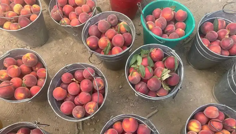 Hasat Dönemi Geldi: Çiftçinin Yüzü Güldü, Fiyatlar 100 Lirayı Geçti