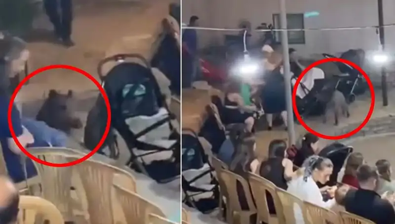 Düğün Kutlamasını Bastı: Yaban Domuzu Misafirlere Paniğe Neden Oldu