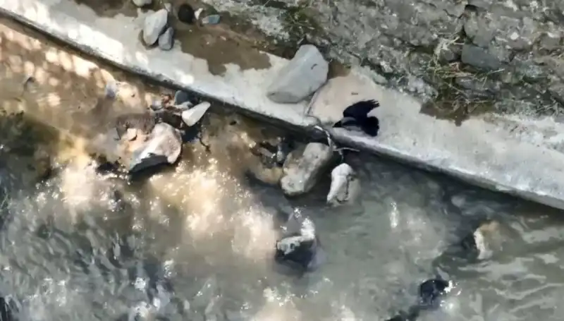 Karga ve Yılanın Sıra Dışı Mücadelesi: Doğada Hayatta Kalma Savaşları