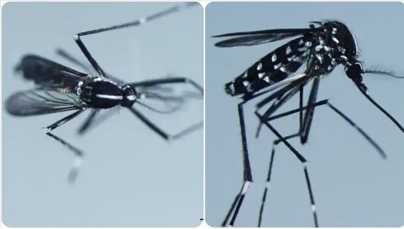 Chikungunya Virüsü: Belirtileri ve Etkilediği Ülkeler Hakkında Her Şey