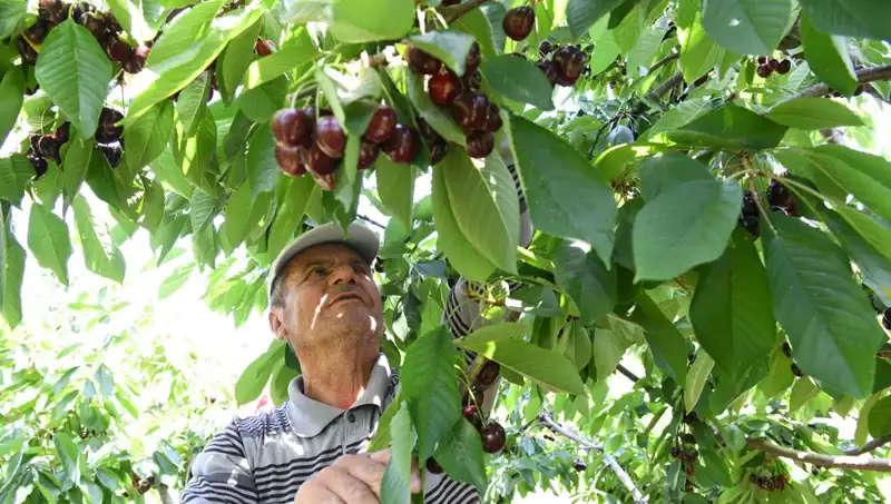 Lapseki Devi: Çay Bardağına Sığmayan Devasa Kabak