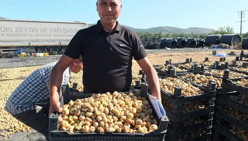 Balıkesir’de Hasat Sevinci: Çin ve Rusya Pazarında Yeni Fırsatlar