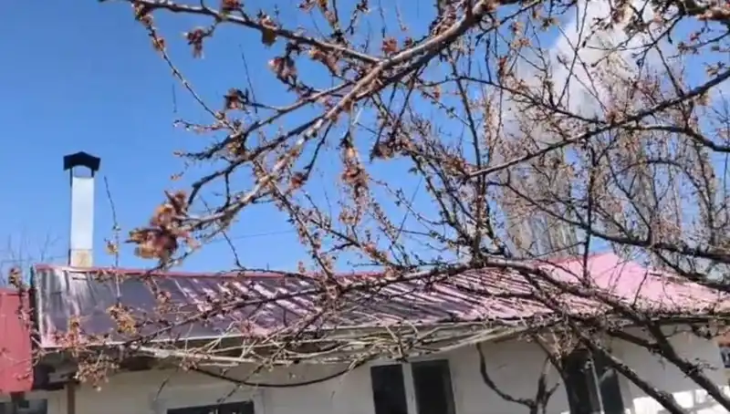 Dondurucu Soğuk Kayısı Hasadını Tehdit Ediyor: Üreticiler Ne Yapacak?