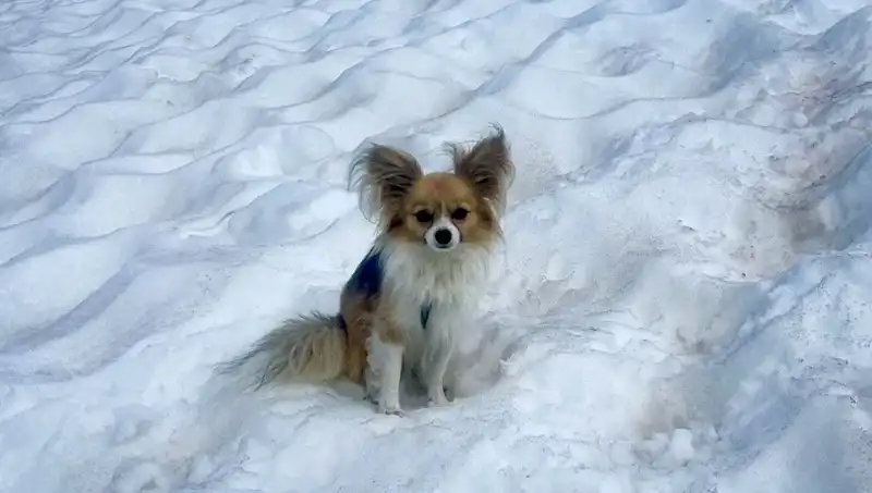 Bu Korkunç Kaza Sonrası Kahraman Köpek, Sahibinin Hayatını Nasıl Kurtardı?