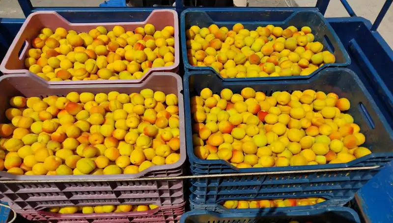 İlk Yerli Ürün Hasadı Gerçekleşti: 500 TL’den Alıcı Buldu!